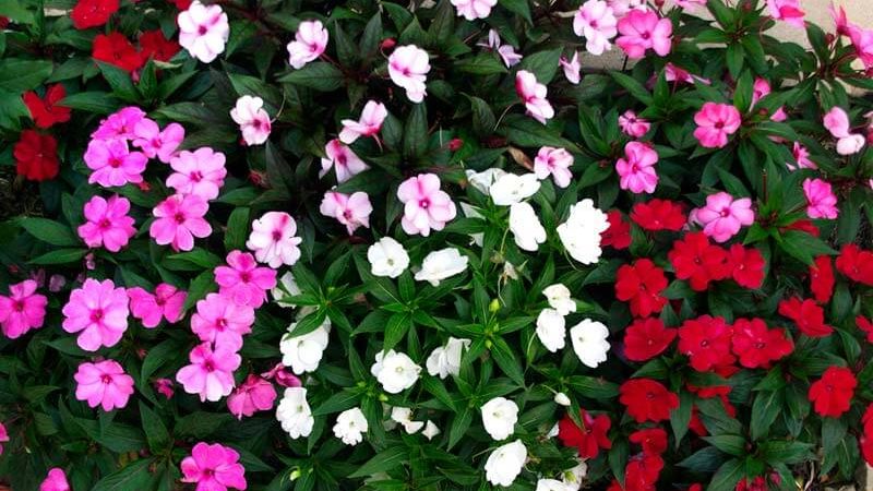 Những loài hoa đẹp và dễ trồng nhất cho nhà phố