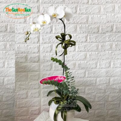 Bình hoa hồ điệp - Vẻ đẹp thuần khiết